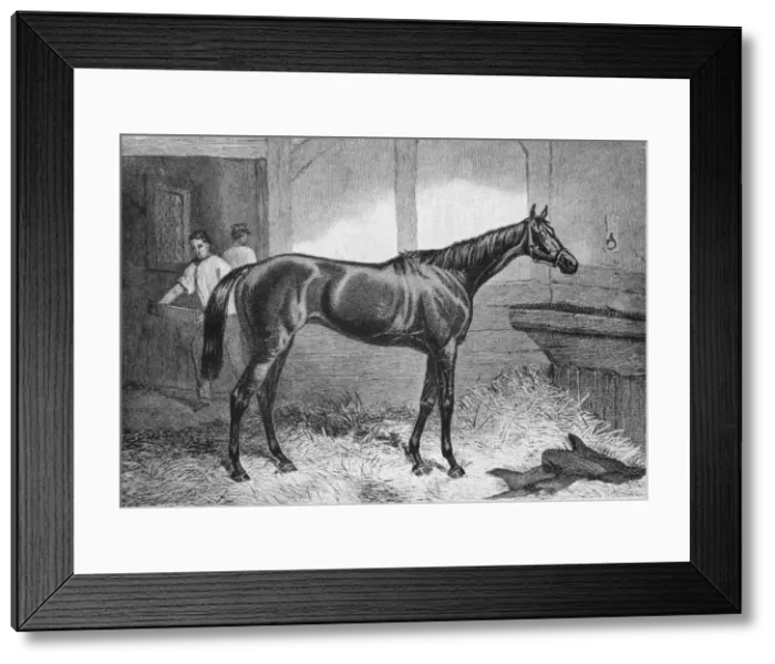 Framed Print : Brown Duchess, 19th century, (1911) Framed Print : Brown Duchess, 19th century, (1911)