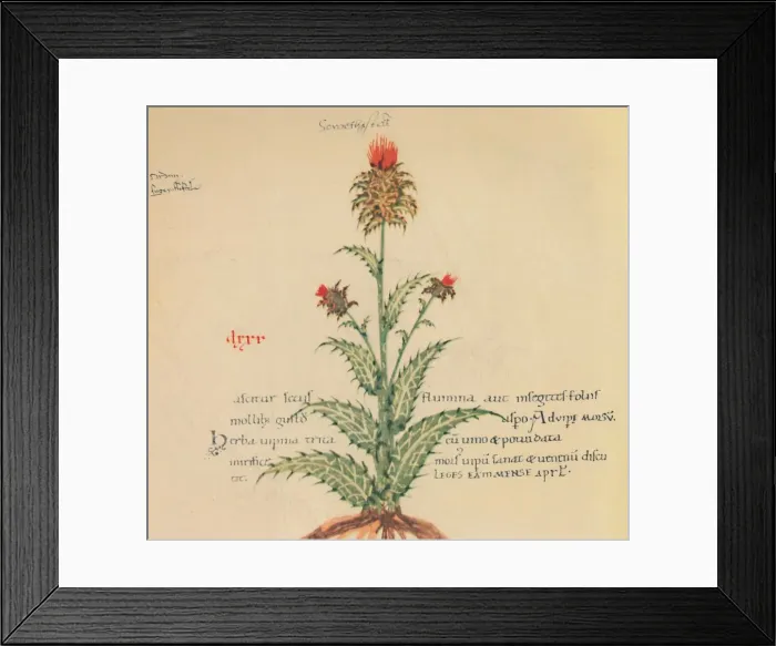 Framed Print : Sow Thistle, 1947 Framed Print : Sow Thistle, 1947