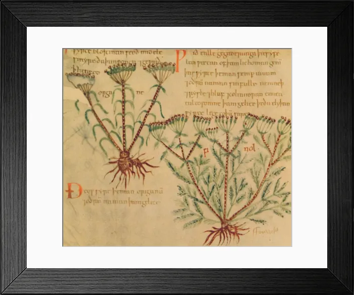 Framed Print : Fennel, 1947 Framed Print : Fennel, 1947