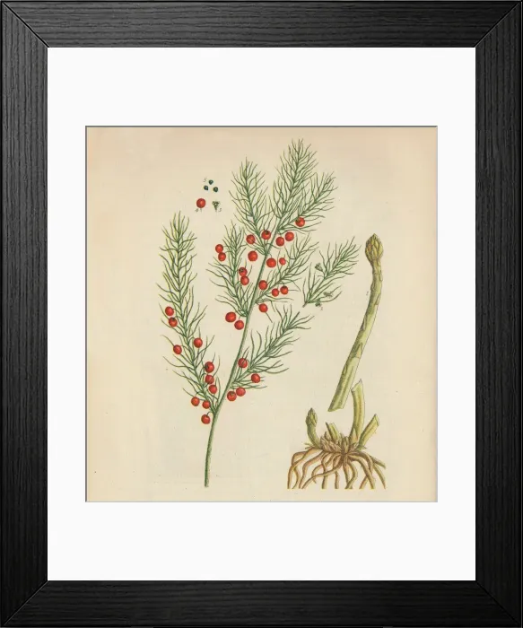 Framed Print : Asparagus, 1947. Artist: Elizabeth Blackwell Framed Print : Asparagus, 1947. Artist: Elizabeth Blackwell