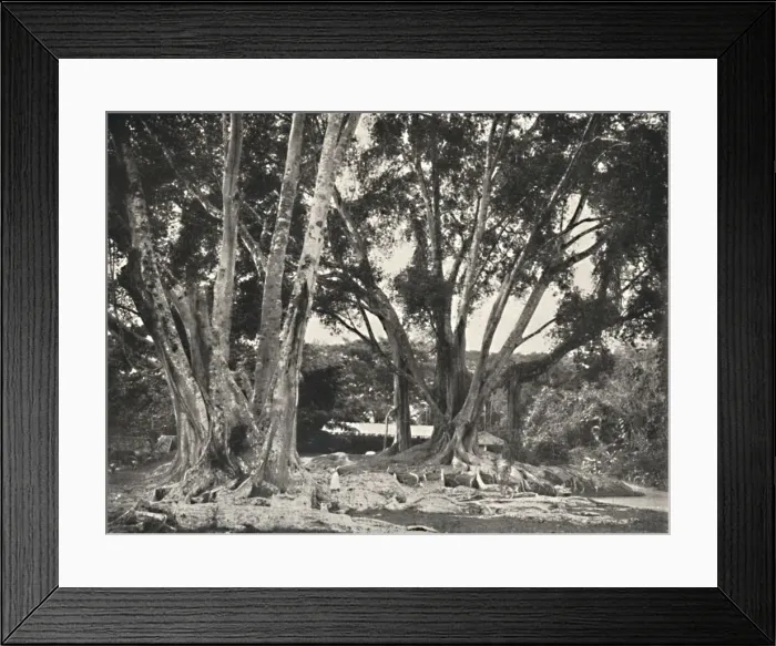 Framed Print : Gummibaume (Ficus elastica), 1926 Framed Print : Gummibaume (Ficus elastica), 1926