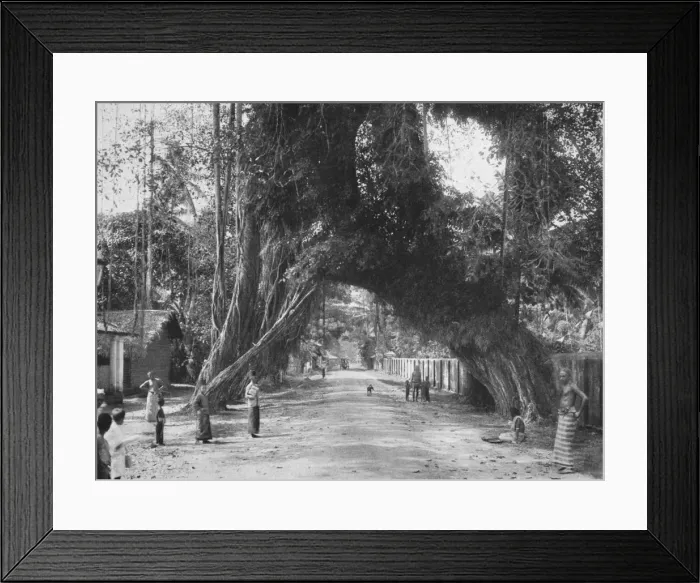 Framed Print : Malerischer alter Feigen baum (Ficus indica) an der Strasse Clombo-Galle bei Kalutara, 1926 Framed Print : Malerischer alter Feigen baum (Ficus indica) an der Strasse Clombo-Galle bei Kalutara, 1926