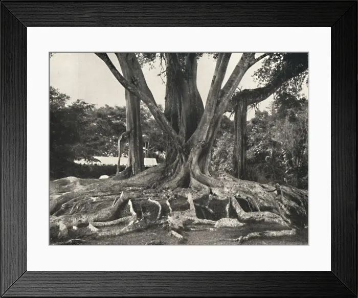 Framed Print : Gummibaume wie Tafel 14, Teilansicht der Brettwurzeln, 1926 Framed Print : Gummibaume wie Tafel 14, Teilansicht der Brettwurzeln, 1926