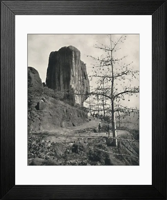 Framed Print : Baumwollbaum (Bombax malabaricum) mit reifen Samen, 1926 Framed Print : Baumwollbaum (Bombax malabaricum) mit reifen Samen, 1926