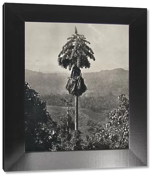 Die Talipotpalm (Corypha umbracalifera) in Blute, 1926