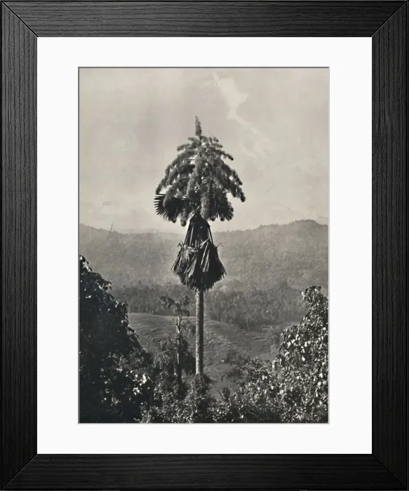 Framed Print : Die Talipotpalm (Corypha umbracalifera) in Blute, 1926 Framed Print : Die Talipotpalm (Corypha umbracalifera) in Blute, 1926