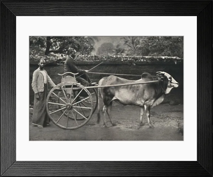 Framed Print : Singhalesisches Zebufuhrwerk, 1926 Framed Print : Singhalesisches Zebufuhrwerk, 1926