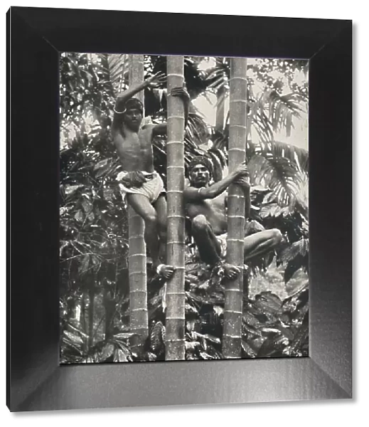 Wie Ceylonesen auf die Kokospalmen klettern, 1926