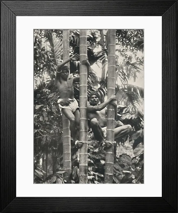 Framed Print : Wie Ceylonesen auf die Kokospalmen klettern, 1926 Framed Print : Wie Ceylonesen auf die Kokospalmen klettern, 1926