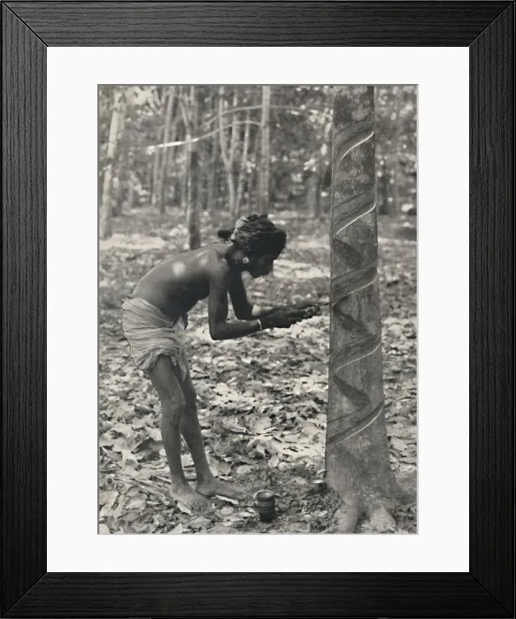 Framed Print : Arbeiter beim Anschneiden eines Gummibaumes (Spiralschnitt ist unwirtschaftlich und wird nicht mehr Framed Print : Arbeiter beim Anschneiden eines Gummibaumes (Spiralschnitt ist unwirtschaftlich und wird nicht mehr