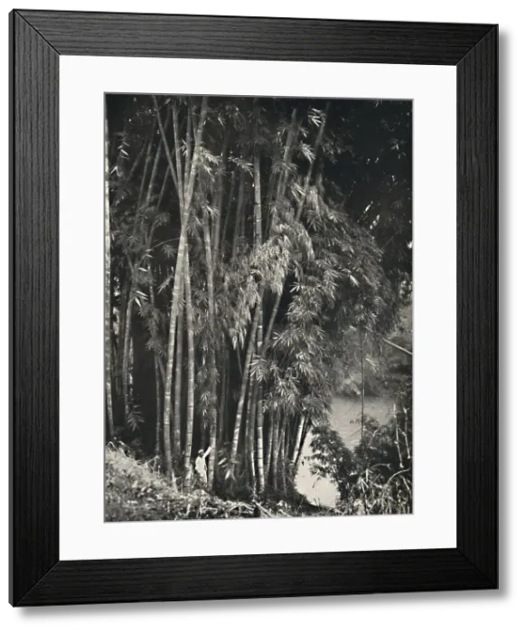 Framed Print : Riesenbambus (Dendrocalamus giganteus) in Peradeniya bei Kandy, 1926 Framed Print : Riesenbambus (Dendrocalamus giganteus) in Peradeniya bei Kandy, 1926