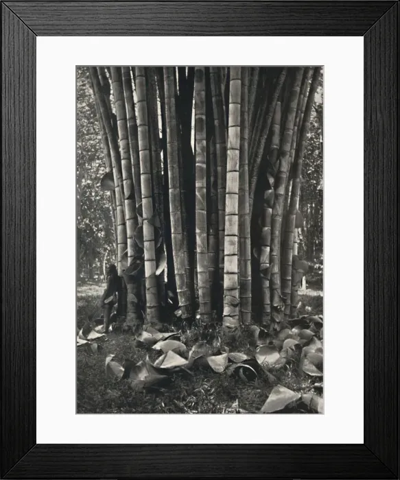Framed Print : Der untere Teil der Halme einer Pflanze des Riesenbambus in Peradeniya, 1926 Framed Print : Der untere Teil der Halme einer Pflanze des Riesenbambus in Peradeniya, 1926