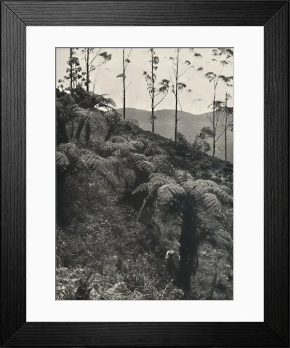 Framed Print : Baumfarne (Alsophila crinita u. a. ), 1926 Framed Print : Baumfarne (Alsophila crinita u. a. ), 1926