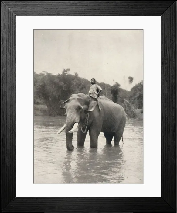 Framed Print : Elefant mit Kornak (In der Mahavaliganga), 1926