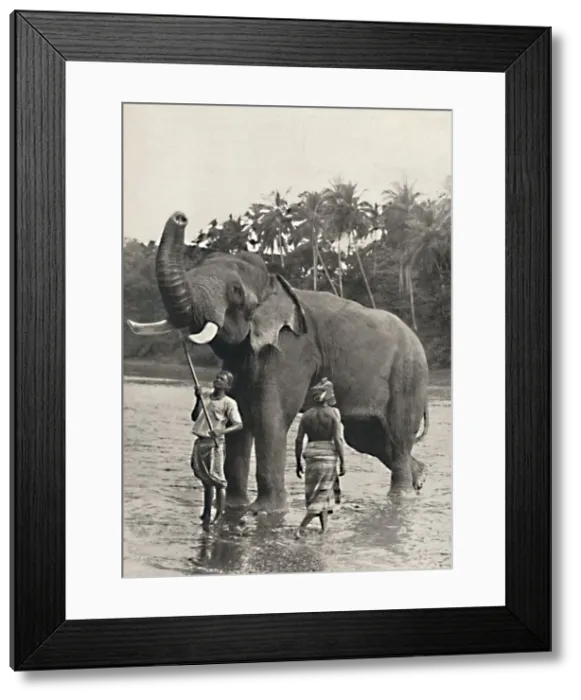 Framed Print : Elefant in der Mahavaliganga, 1926 Framed Print : Elefant in der Mahavaliganga, 1926