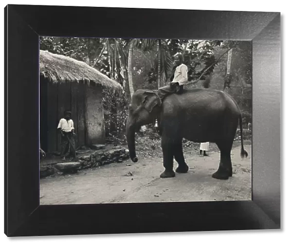 Elefant auf einem Wege bei Kandy, 1926