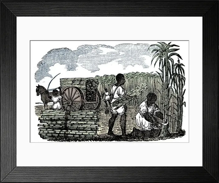 Framed Print : Slaves harvesting sugar cane in Louisiana, 1833