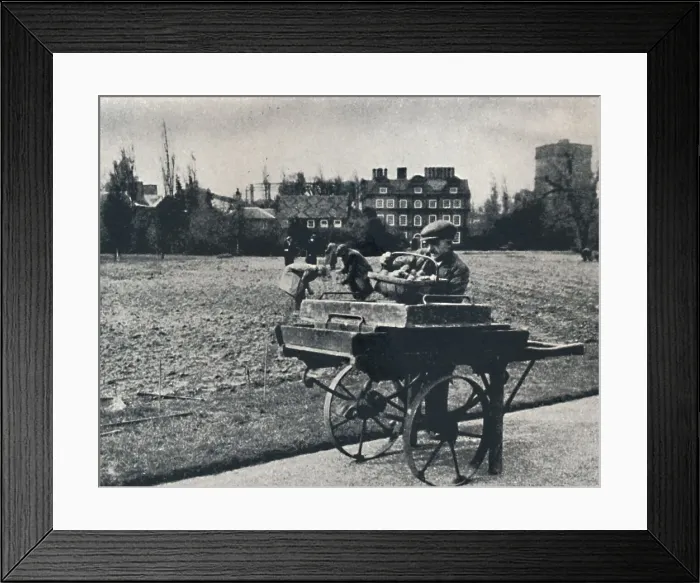Framed Print : Potatoes in Kew Gardens, 1941. Artist: Cecil Beaton Framed Print : Potatoes in Kew Gardens, 1941. Artist: Cecil Beaton