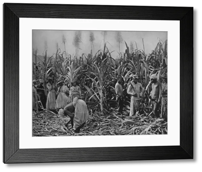 Framed Print : Cane-Cutters in Jamaica, 1891 Framed Print : Cane-Cutters in Jamaica, 1891