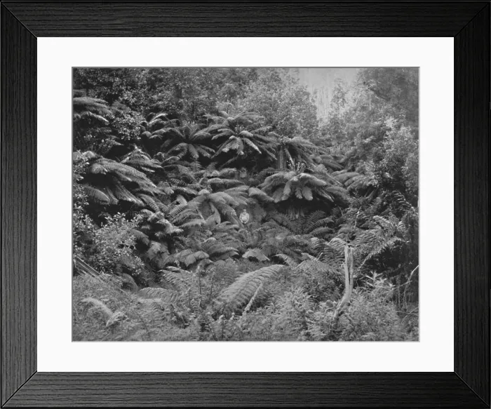 Framed Print : Fern-Tree Valley, Under Mount Wellington, 19th century Framed Print : Fern-Tree Valley, Under Mount Wellington, 19th century