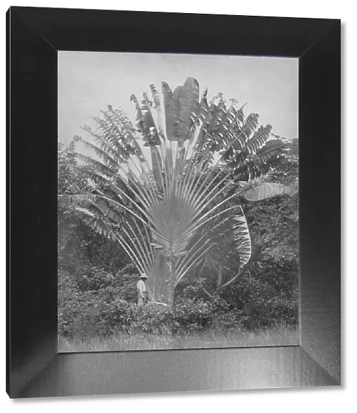 The Travellers Palm, 19th century