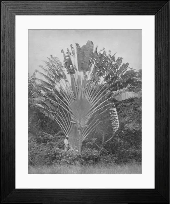 Framed Print : The Travellers Palm, 19th century Framed Print : The Travellers Palm, 19th century