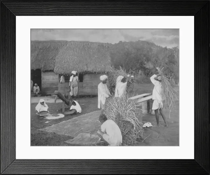 Framed Print : Native labourers Preparing Rice in Jamaica, c1890 Framed Print : Native labourers Preparing Rice in Jamaica, c1890