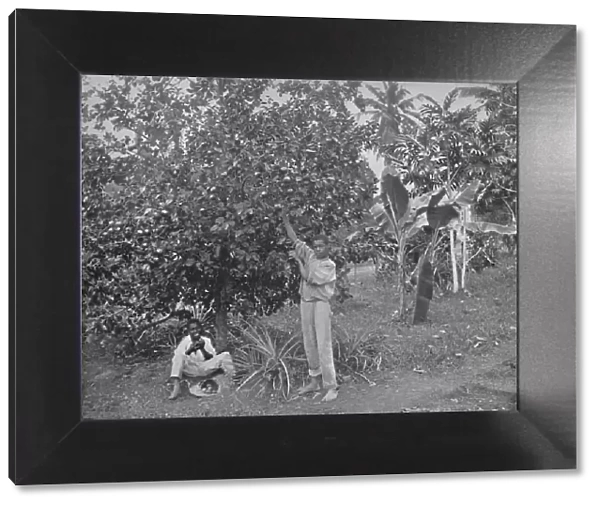 Orange-Picking in Jamaica, 19th century