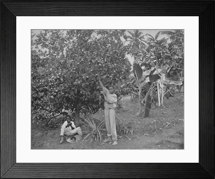 Framed Print : Orange-Picking in Jamaica, 19th century Framed Print : Orange-Picking in Jamaica, 19th century