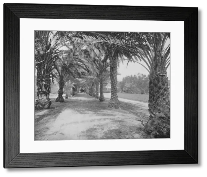 Framed Print : The Palms of Glenannie, Florida, 19th century Framed Print : The Palms of Glenannie, Florida, 19th century