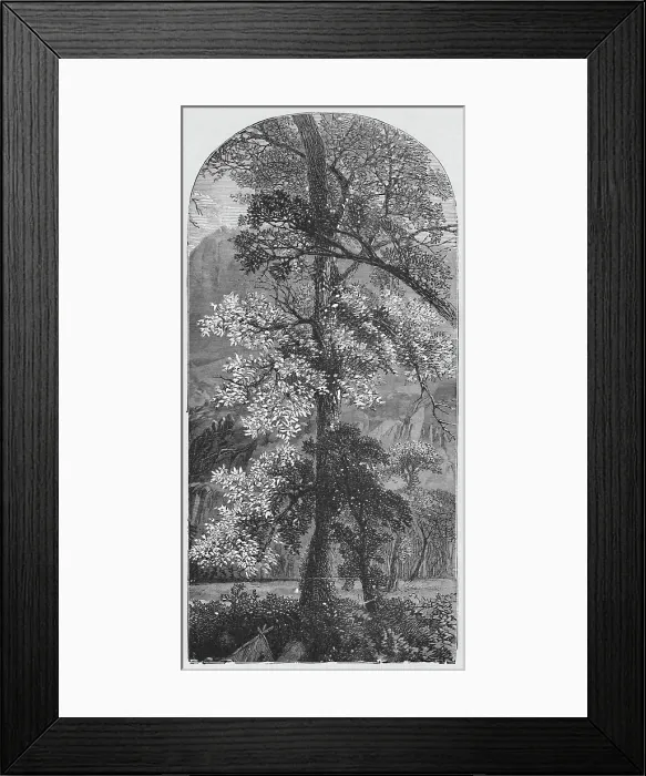 Framed Print : Big Tree, 1883 Framed Print : Big Tree, 1883