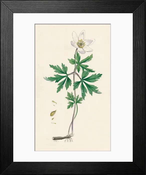 Framed Print : Anemone nemorosa. Wood anemone, 19th Century Framed Print : Anemone nemorosa. Wood anemone, 19th Century