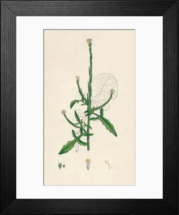 Framed Print : Sisymbrium officinale. Common Hedge-mustard, 19th Century Framed Print : Sisymbrium officinale. Common Hedge-mustard, 19th Century