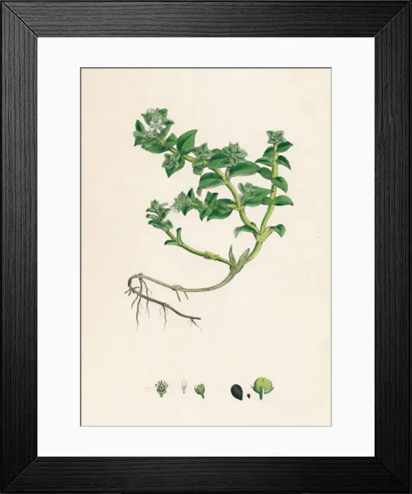 Framed Print : Alsine peploides. Sea Purslane, 19th Century Framed Print : Alsine peploides. Sea Purslane, 19th Century