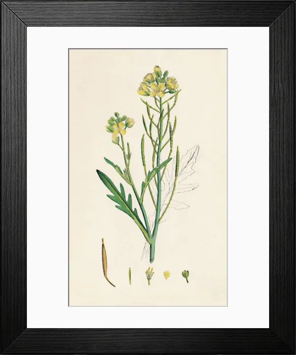 Framed Print : Brassica tenuifolia. Wall rocket, 19th Century Framed Print : Brassica tenuifolia. Wall rocket, 19th Century