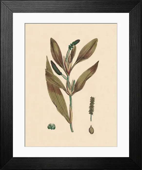 Framed Print : Potamogeton rufescens. Reddish Pondweed, 19th Century Framed Print : Potamogeton rufescens. Reddish Pondweed, 19th Century