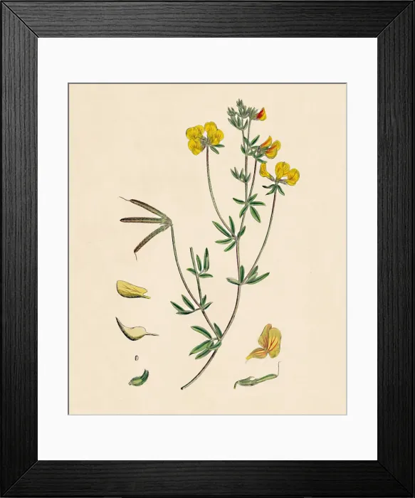 Framed Print : Lotus tenius. Slender Bird s-foot Trefoil, 19th Century Framed Print : Lotus tenius. Slender Bird s-foot Trefoil, 19th Century