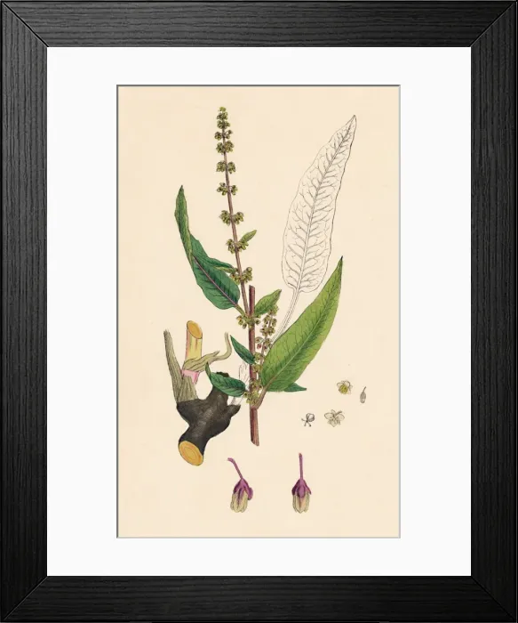 Framed Print : Rumex sanguinens. Bloody-veined Dock, 19th Century Framed Print : Rumex sanguinens. Bloody-veined Dock, 19th Century
