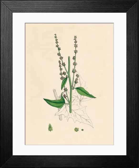 Framed Print : Atriplex Smithii. Smiths Orache, 19th Century Framed Print : Atriplex Smithii. Smiths Orache, 19th Century