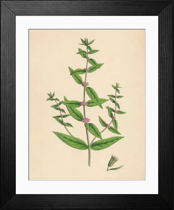 Framed Print : Mentha gracilis, var. genuina. Slender Mint, 19th Century Framed Print : Mentha gracilis, var. genuina. Slender Mint, 19th Century