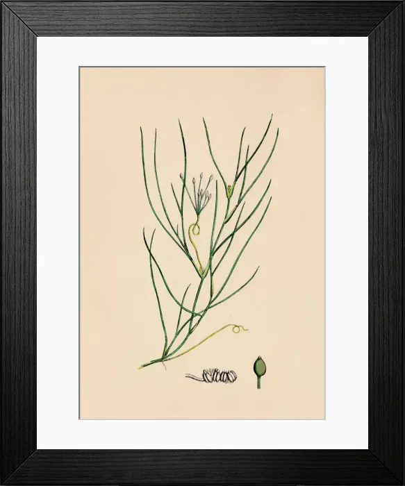 Framed Print : Ruppia spiralis. Greater Ruppia, 19th Century Framed Print : Ruppia spiralis. Greater Ruppia, 19th Century