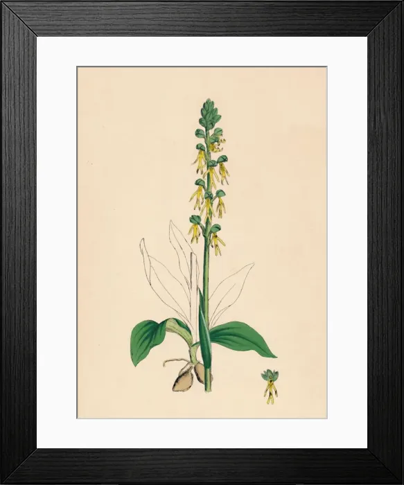 Framed Print : Aceras anthropophora. Man Orchis, 19th Century Framed Print : Aceras anthropophora. Man Orchis, 19th Century