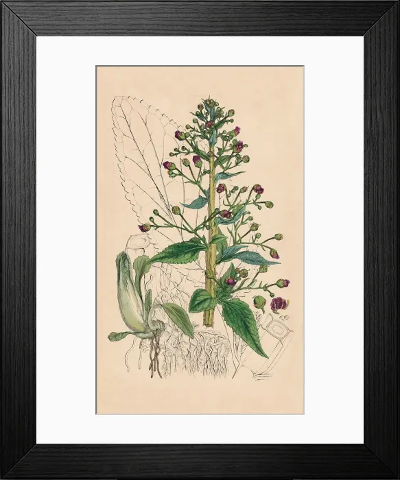 Framed Print : Scrophularia Ehrharti. Ehrharts Water-Betony, 19th Century Framed Print : Scrophularia Ehrharti. Ehrharts Water-Betony, 19th Century