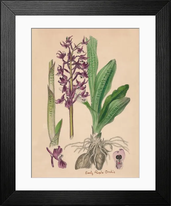 Framed Print : Orchis mascula. Early purple Orchis, 19th Century Framed Print : Orchis mascula. Early purple Orchis, 19th Century