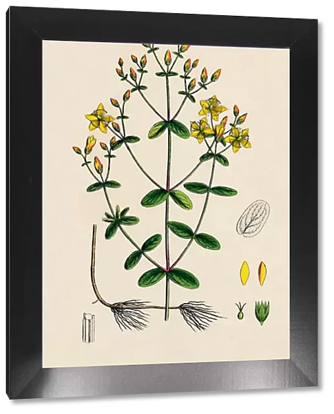 Hypericum Boeticum. Waved-leaved St. Johns Wort, 19th Century