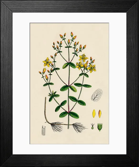 Framed Print : Hypericum Boeticum. Waved-leaved St. Johns Wort, 19th Century Framed Print : Hypericum Boeticum. Waved-leaved St. Johns Wort, 19th Century