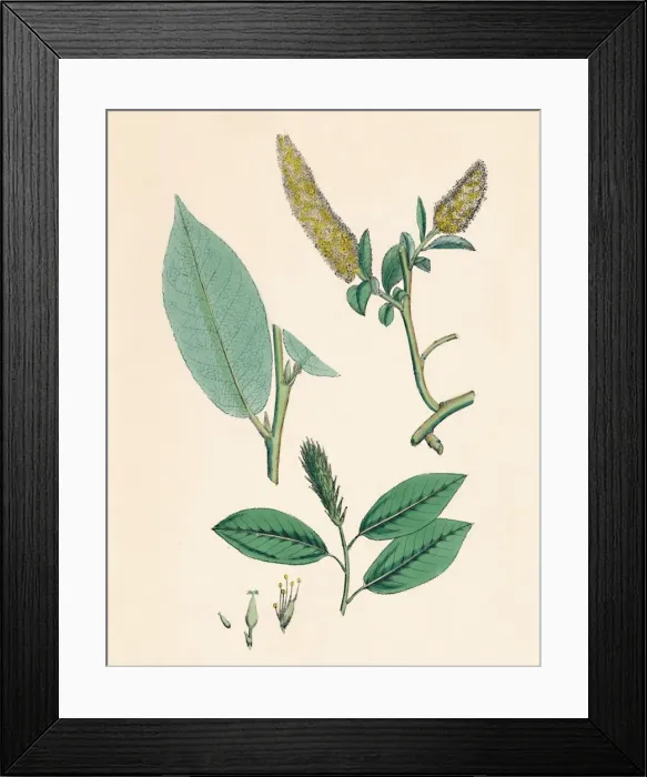 Framed Print : Salix pentandra. Bay-leaved Willow, 19th Century Framed Print : Salix pentandra. Bay-leaved Willow, 19th Century