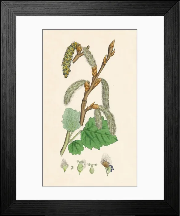 Framed Print : Populus canescens. Gray Poplar, 19th Century Framed Print : Populus canescens. Gray Poplar, 19th Century