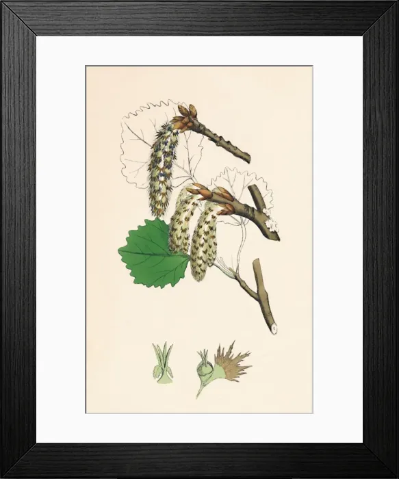 Framed Print : Populus tremula. Aspen, 19th Century Framed Print : Populus tremula. Aspen, 19th Century
