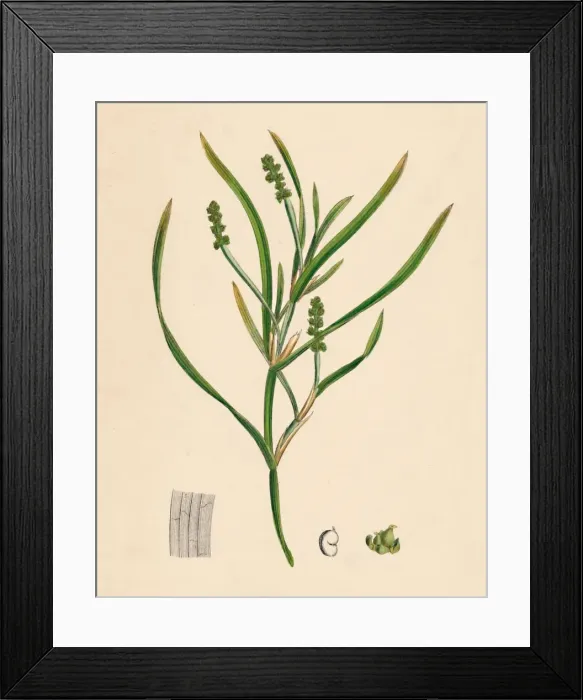 Framed Print : Potamogeton zosterifolius. Grass-wrack-leaved Pondweed, 19th Century Framed Print : Potamogeton zosterifolius. Grass-wrack-leaved Pondweed, 19th Century